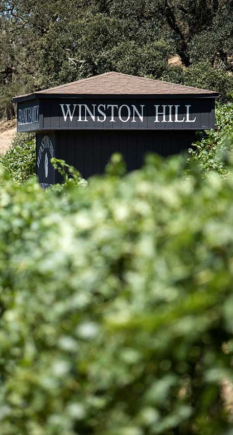 Photo of tree with sunset.